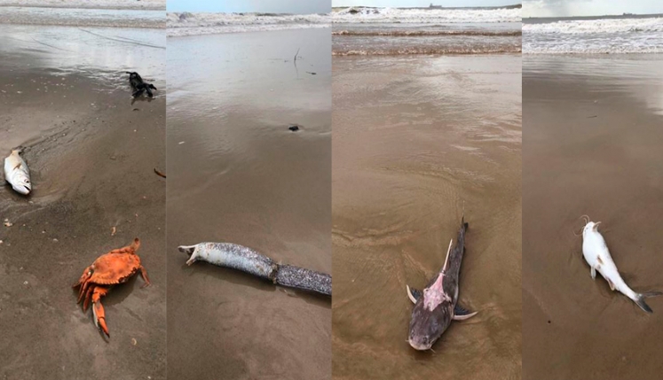 Dezenas de peixes são encontrados mortos na praia de São&nbsp;Marcos