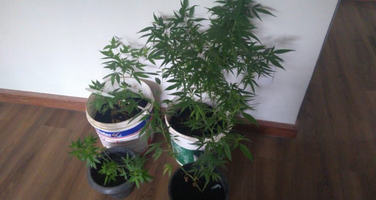Vasos com maconha são apreendidos na&nbsp;Camboa