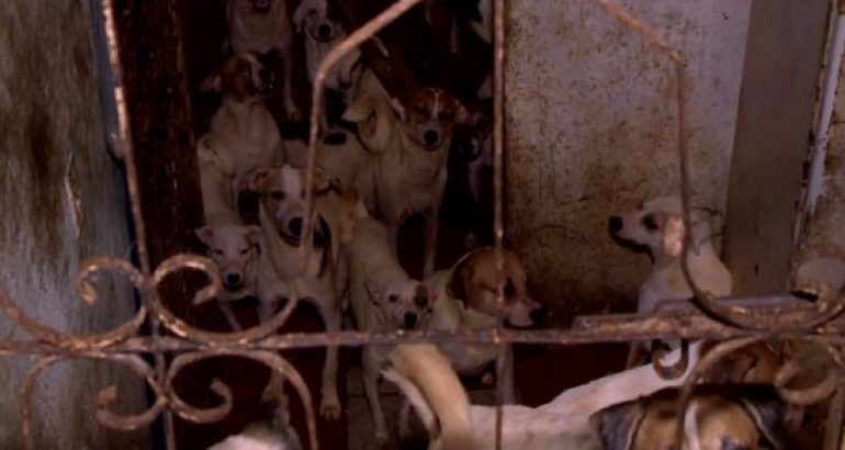 Prefeitura deve fornecer alimentação aos animais abandonados no&nbsp;BF