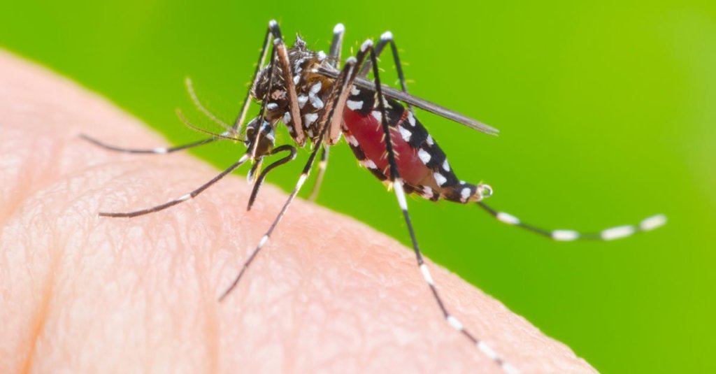 MA registra menor incidência de casos de dengue do&nbsp;Nordeste