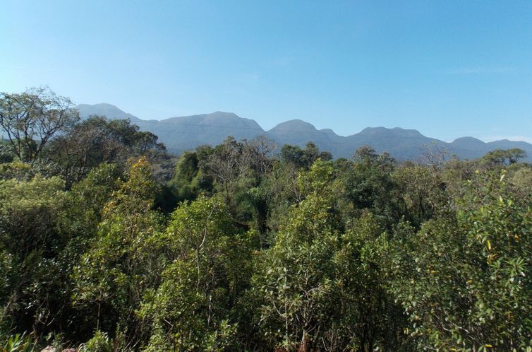 Composto de planta da Mata Atlântica combate leishmaniose e&nbsp;Chagas