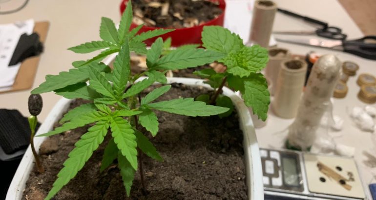 Mudas de maconha são apreendidas na zona rural de São&nbsp;Luís