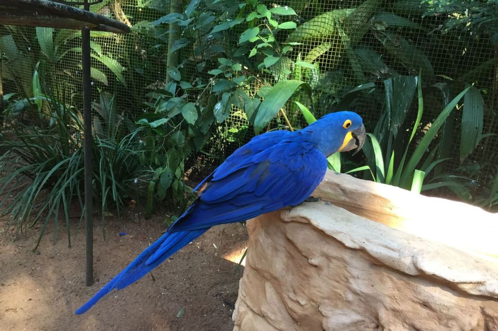População de animais em florestas cai pela metade desde&nbsp;1970
