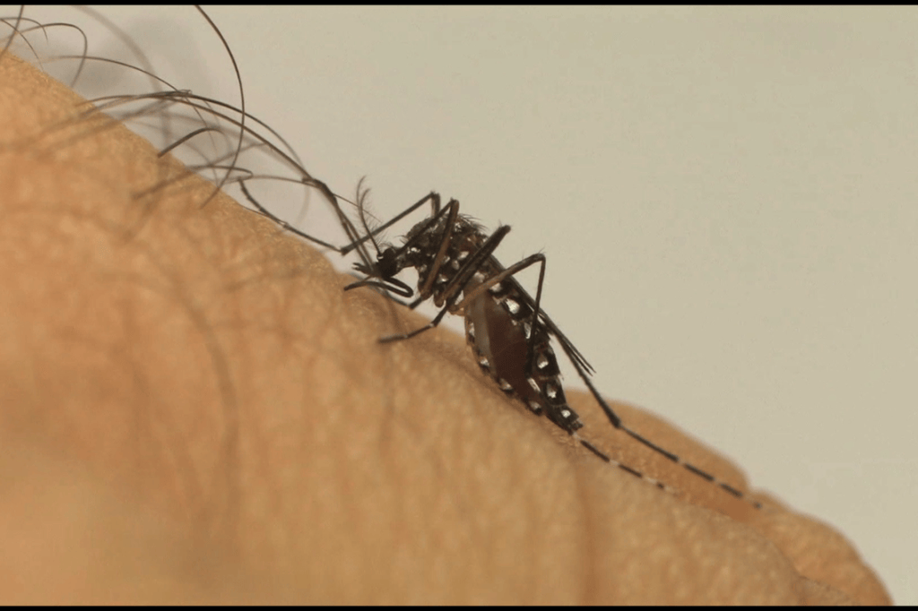 Em um ano, incidência da dengue no país aumenta&nbsp;600%