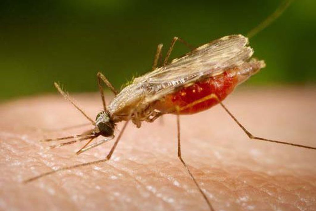 Novo estudo mostra que erradicação da malária será possível até&nbsp;2050