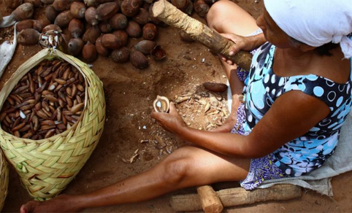 Dinheiro recebido por ONGs do Fundo Amazônia não beneficia as mulheres que quebram&nbsp;babaçu