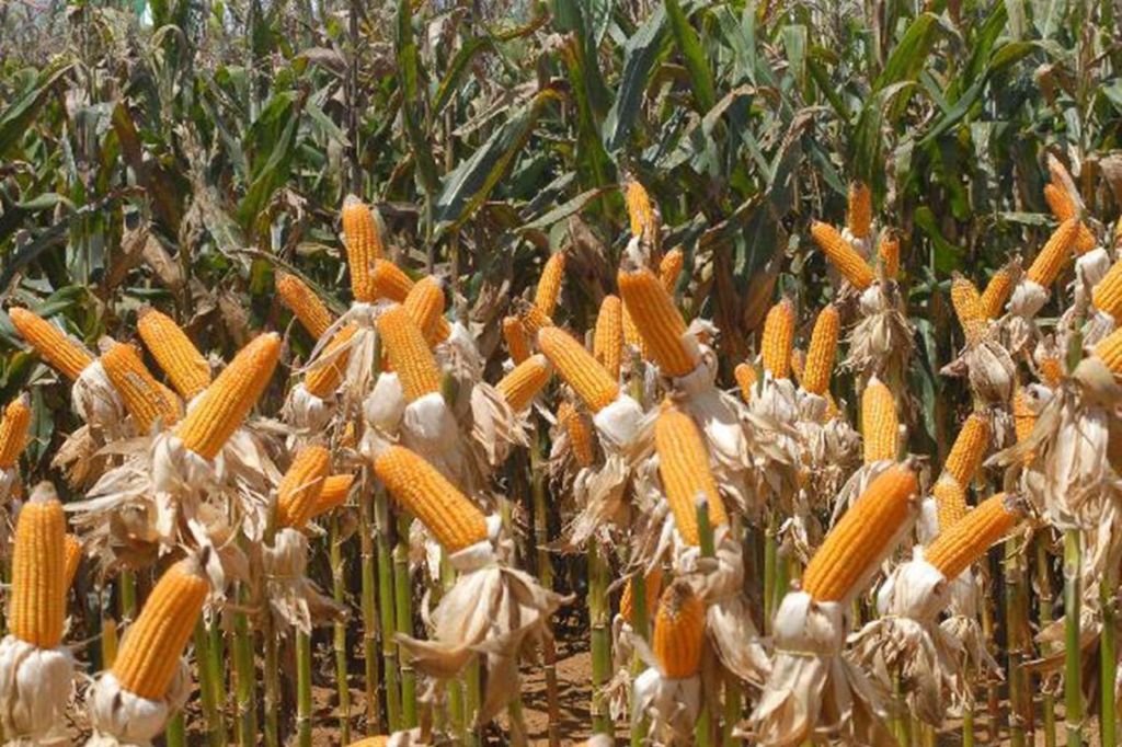 Safra de grãos deve fechar 2019 com crescimento de 5,9% , diz&nbsp;IBGE