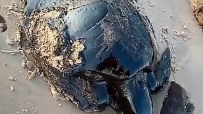 Tartaruga é encontrada coberta de óleo em praia de&nbsp;Alcântara