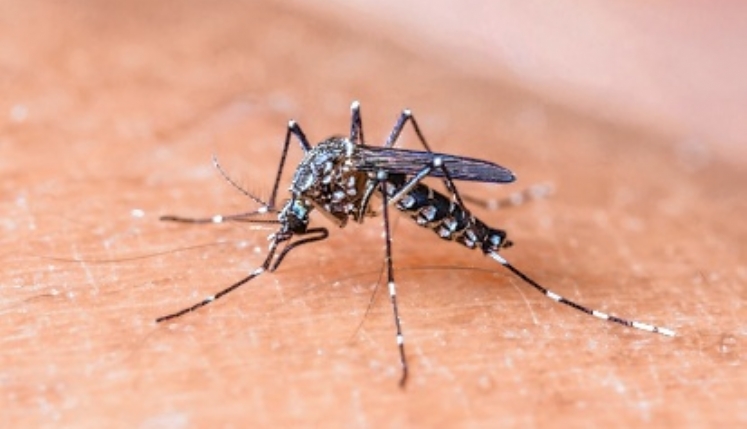 Seis pessoas morreram em decorrência da dengue este ano, no&nbsp;MA