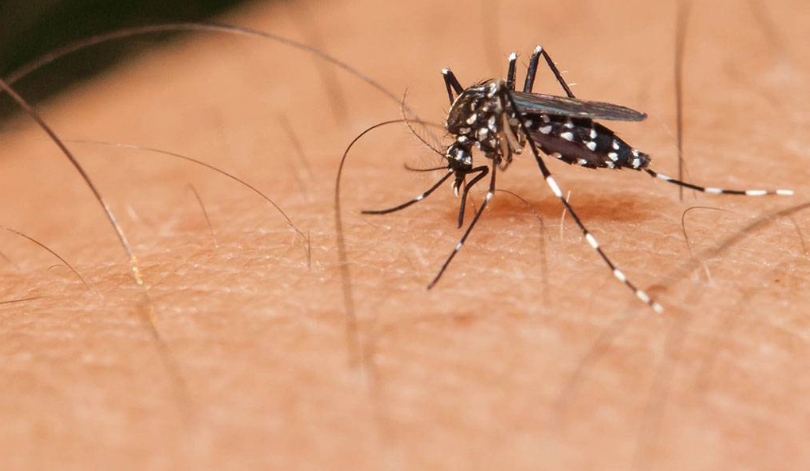 Dengue é sexualmente transmissível, afirmam especialistas&nbsp;europeus