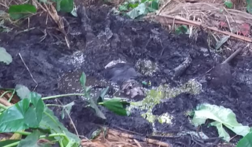 Corpo é encontrado em cova rasa na Vila Embratel, em São&nbsp;Luís