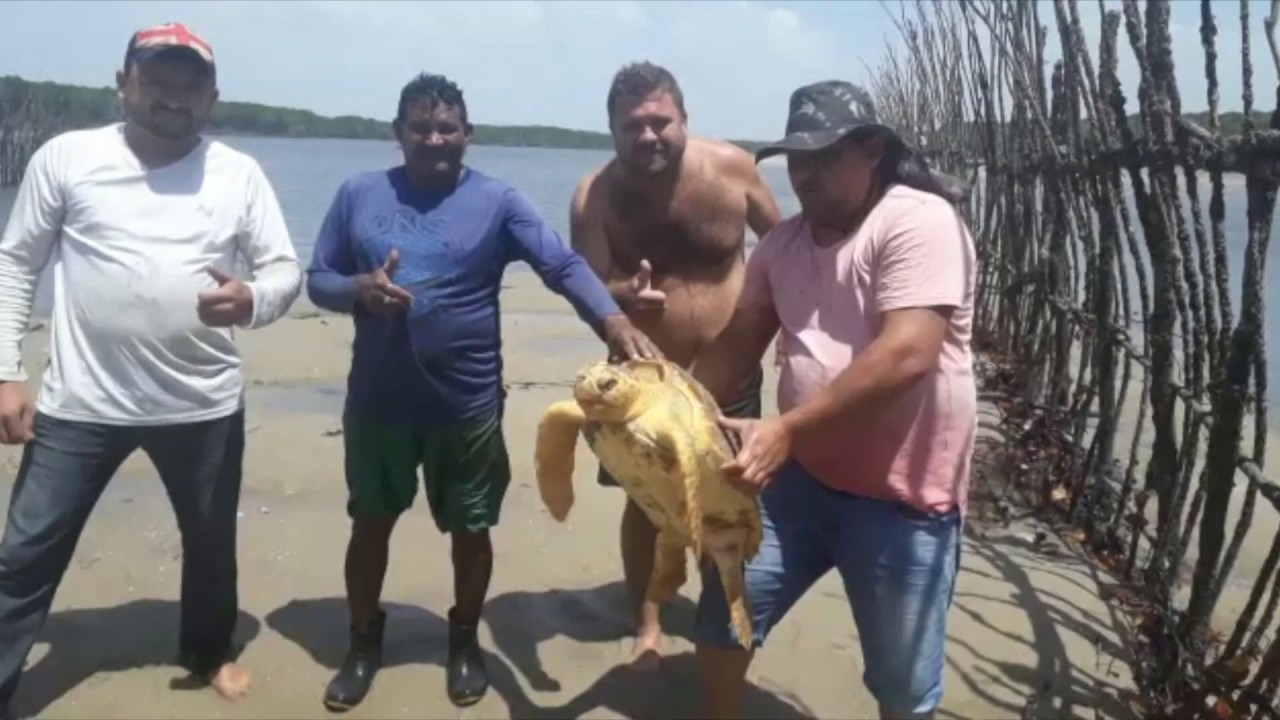 Pescadores encontram tartaruga marinha em praia na região metropolitana