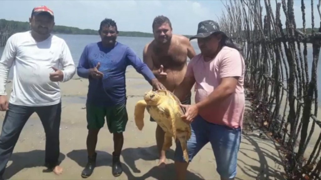 Pescadores encontram tartaruga marinha em praia na região&nbsp;metropolitana