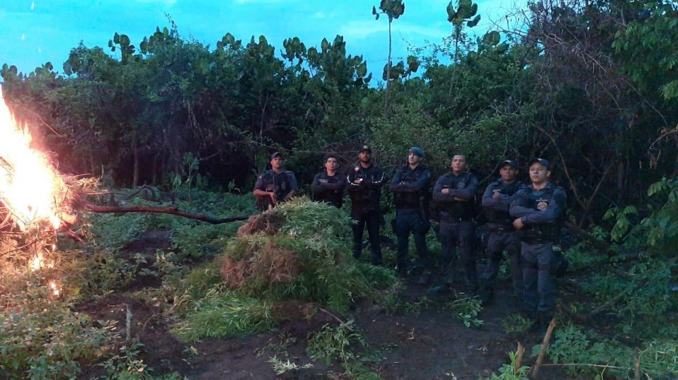 Duas mil mudas de maconha apreendidas em mata fechada na baixada&nbsp;maranhense