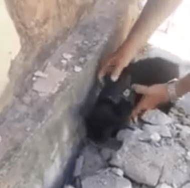 Gato é encontrado passeando com tornozeleira&nbsp;eletrônica