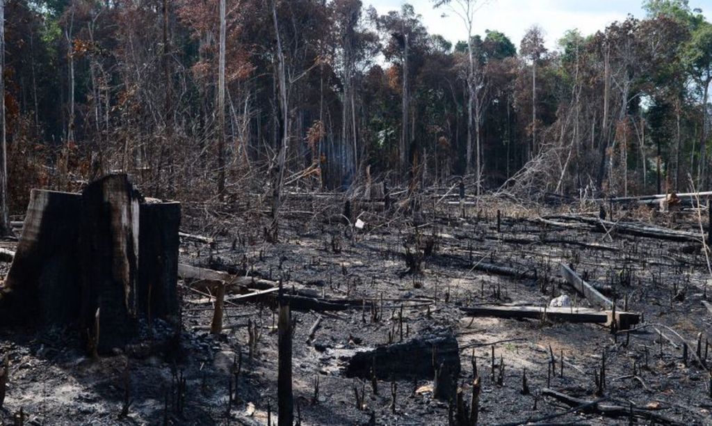 AGU cobra R$ 1,3 bilhão por desmatamento na Amazônia&nbsp;Legal