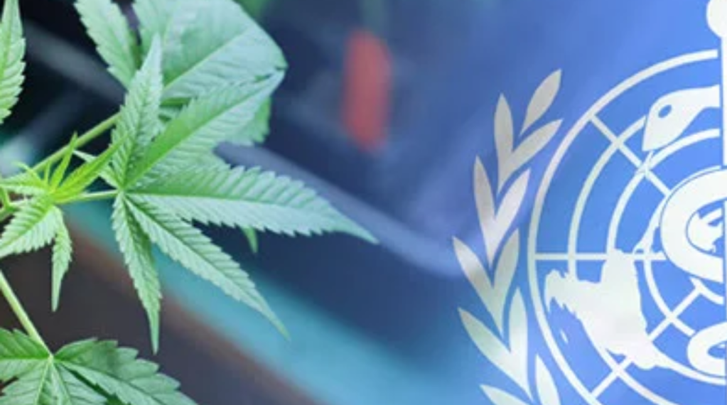 Cannabis é removida da lista de “drogas” pela Organização Mundial da&nbsp;Saúde