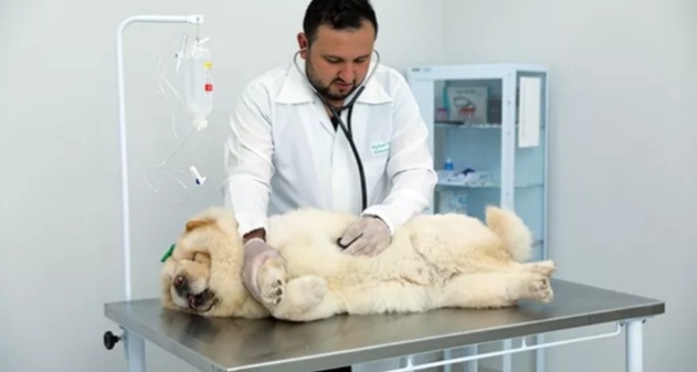 UEMA e Fapema lançam edital para graduados em&nbsp;veterinária