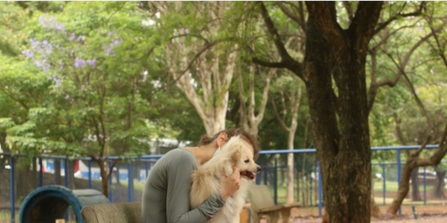 Entenda por que fogos de artifício assustam cachorros e&nbsp;gatos