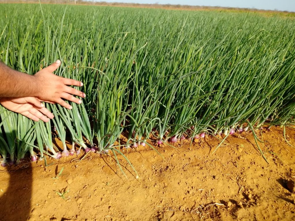 Maranhenses escravizados são resgatados em plantação de&nbsp;cebola