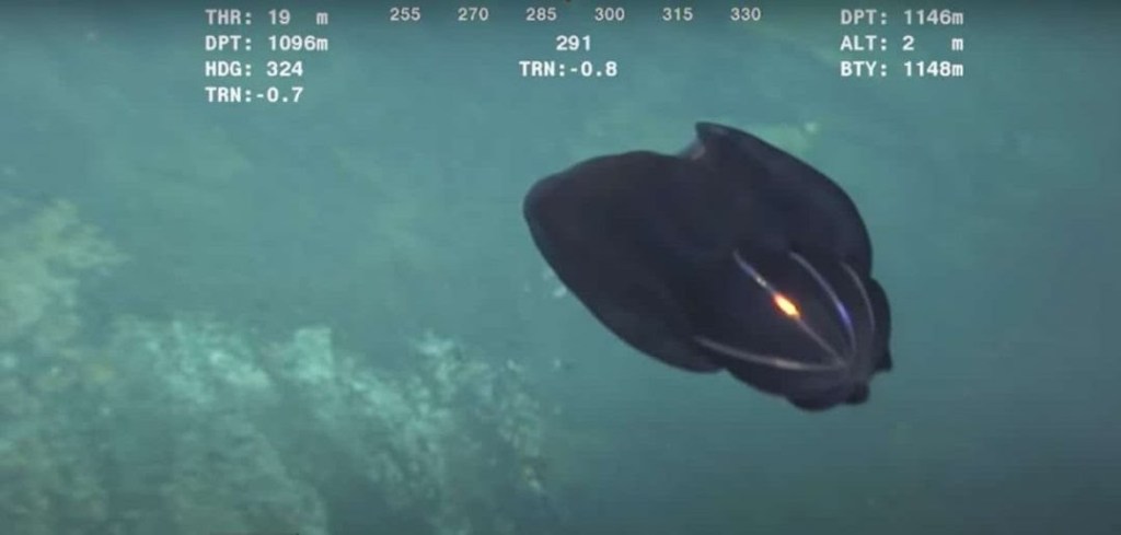 Criatura marinha se despedaça em frente às câmeras e intriga internautas; confira o&nbsp;vídeo