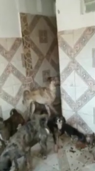 Mulher é presa por suspeita de maus-tratos contra mais de 30 cães em São José de&nbsp;Ribamar