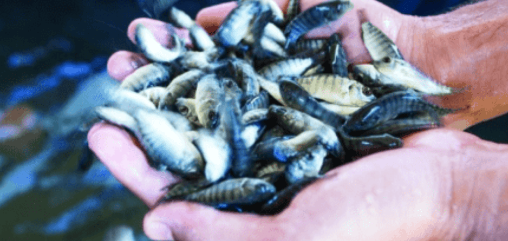 Instituto Cooperar Brasil  desenvolve projetos com Aquicultura e Pesca e criará mais de 6 milhões de vagas de trabalho no&nbsp;País