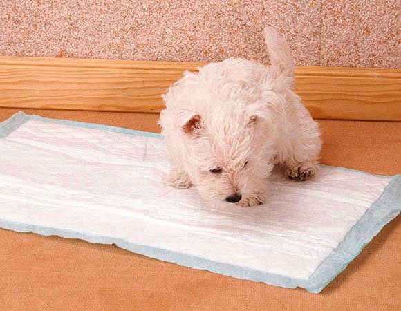 Desafio do tapete higiênico: Como ensinar o pet a fazer xixi no lugar&nbsp;certo?