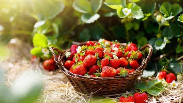 Super alimentos que vão deixar seus cabelos, pele e unhas&nbsp;maravilhosos