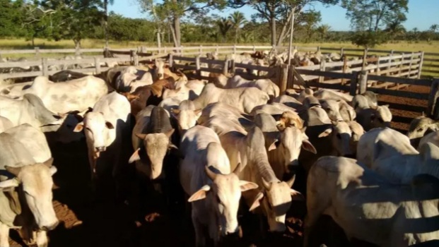 Prazo de vacinação contra febre aftosa é prorrogado no&nbsp;Maranhão