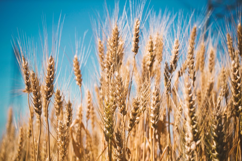 Dia do Trigo: nutricionista esclarece mitos relacionados ao&nbsp;alimento