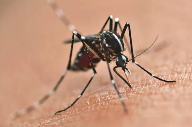 Mais de mil casos de dengue são registrados no Maranhão, diz&nbsp;SES