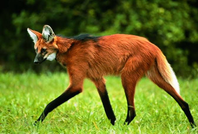 Banco Central lançará cédula de R$ 200 com imagem de&nbsp;lobo-guará
