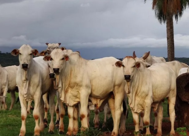 Segunda etapa da campanha de vacinação contra febre aftosa é iniciada no&nbsp;Maranhão