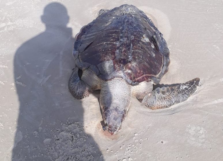 Ação humana pode ter causado morte de tartaruga na praia do&nbsp;Calhau