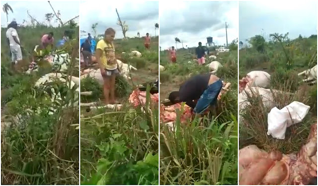 Raio atinge e mata 21 bois de fazenda  em Santa Inês no&nbsp;Maranhão