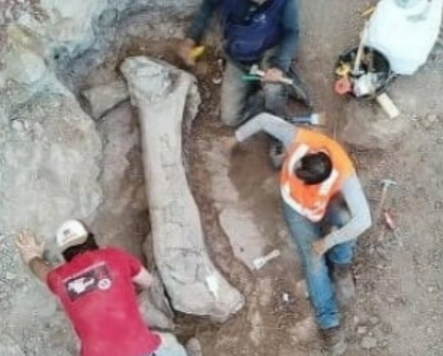 Dinossauro gigante no Maranhão. O fóssil foi encontrado durante a escavação na Região&nbsp;Tocantina