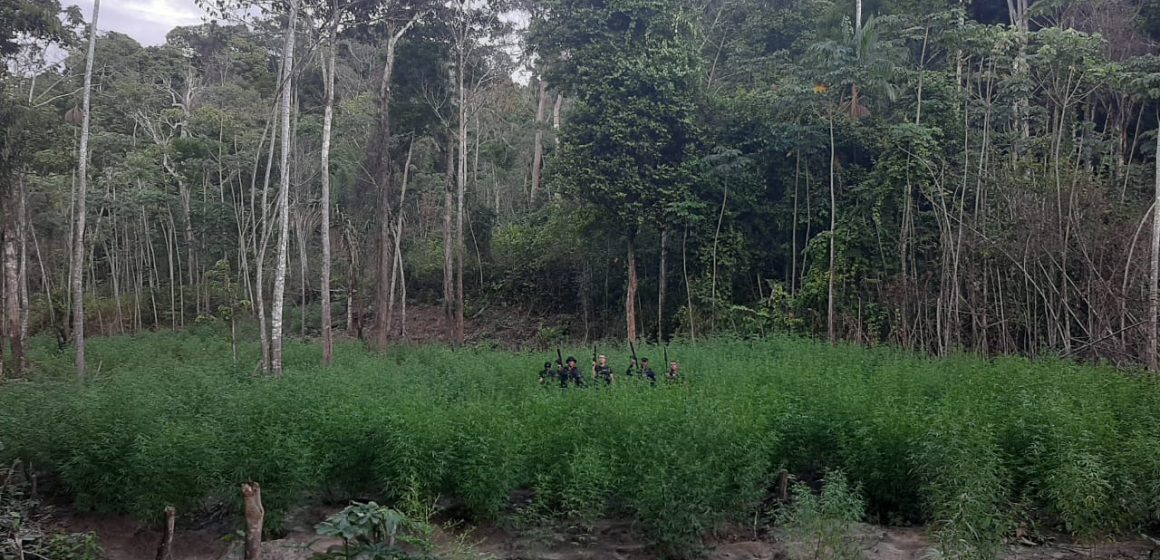 Operação Buriticupu II queima mais de 17 mil pés de maconha e apreende 24 kg