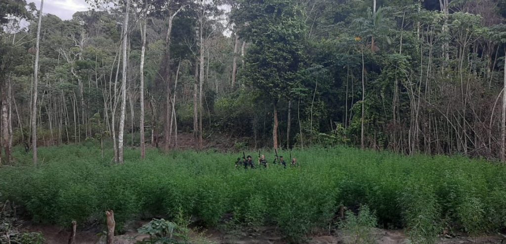 Operação Buriticupu II queima mais de 17 mil pés de maconha e apreende 24&nbsp;kg