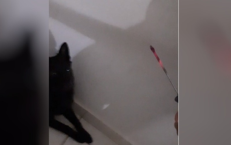 Homem que filmou quando queimou cão postou vídeo nas redes sociais para ameaçar a ex-namorada, diz&nbsp;delegado