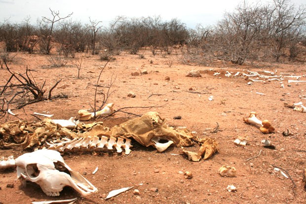 Monitor aponta aumento significativo da área com seca no&nbsp;Maranhão