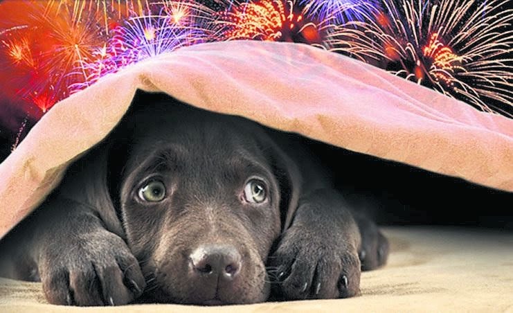 Veterinário explica como proteger seu pet do barulho de fogos de artifício