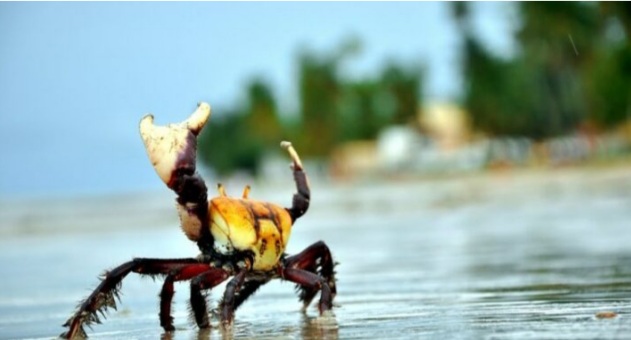 Inicia o período de defeso do caranguejo-uçá no&nbsp;Maranhão