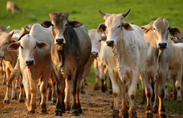 Prazo para comprovação de vacina contra febre aftosa no Maranhão vai até  15 de&nbsp;janeiro