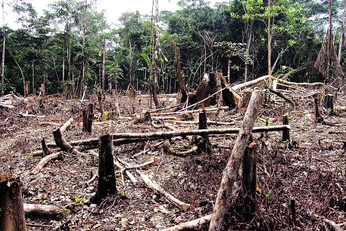 Balsas é o município que mais desmatou o Cerrado no último&nbsp;ano