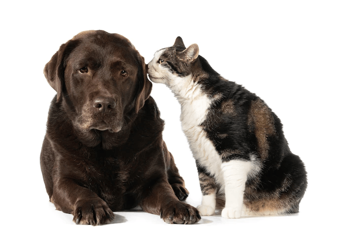 Donos de Pets, atenção! Veja como  evitar a insuficiência renal em cães e&nbsp;gatos