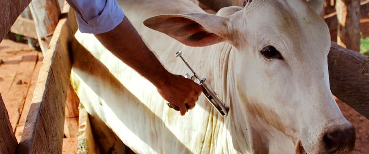Prorrogada a campanha de vacinação contra febre aftosa no&nbsp;Maranhão