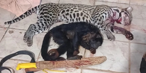Homem é preso por suspeita de matar animais silvestres em Marajá do&nbsp;Sena