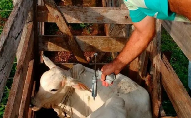 Campanha de vacinação contra febre aftosa é prorrogada no&nbsp;Maranhão