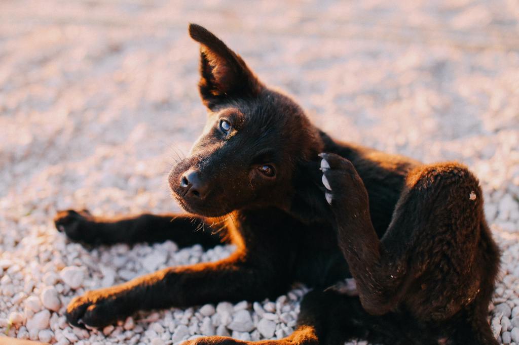 Plantão Animal: é possível curar a otite em&nbsp;pets?